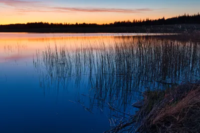 A tranquil lake at sunset with orange and blue sky reflected on the water, and tall dark reeds growing from the lake surface in the foreground.