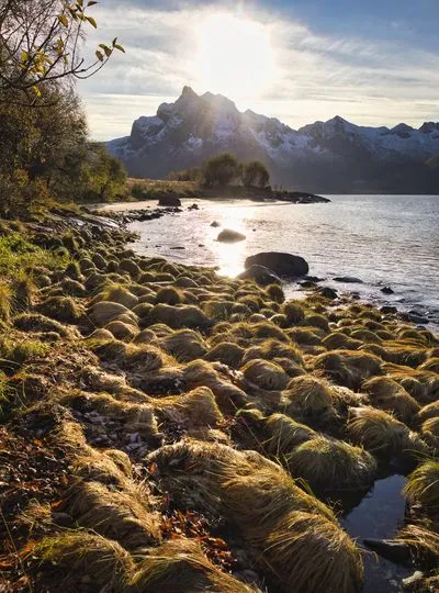 A sunburst over a calm fjord with snow-capped mountains in the background. The foreground features a shoreline covered in unique, mounded golden grasses and scattered rocks.