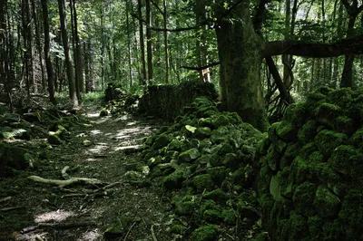 A forest path with dappled sunlight runs alongside a moss-covered stone wall and rocks, surrounded by tall trees in a dense woodland.
