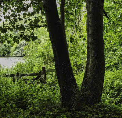Two large tree trunks frame a wooden gate leading to a calm lake surrounded by dense green foliage.
