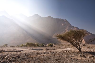 Photographs from Wadi Ghalilah, UAE