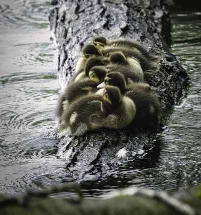 A group of fluffy ducklings huddle closely together on a dark, textured log partially submerged in rippling water.