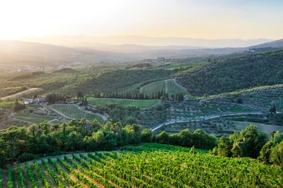 Panoramic view of rolling green hills covered with vineyards and trees under a warm sunset sky, with a few buildings scattered in the landscape.