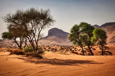 A wide desert landscape featuring golden sand dunes with tire tracks, several green and bare acacia trees casting long shadows, and dark, rugged mountains under a clear sky in the background.