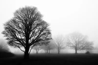 Black and white photograph of several bare trees with intricate branches silhouetted against a dense white fog, with dark ground in the foreground.