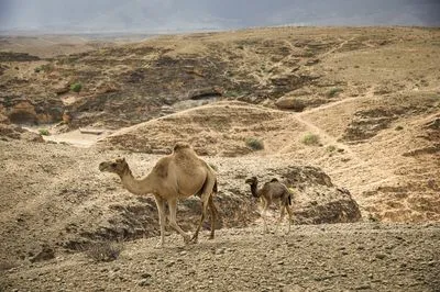 An adult camel and a baby camel walk across a rocky, arid landscape with hills and valleys under a cloudy sky.