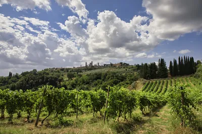 A landscape photograph showing rows of green vineyards in the foreground, leading up to a forested hill with a medieval hilltop town featuring multiple towers under a cloudy blue sky.
