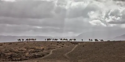 A panoramic view of a camel herd and a few people silhouetted against a dramatic, cloudy sky with sun rays, walking along a desert ridge. Distant mountains are visible under the overcast sky.