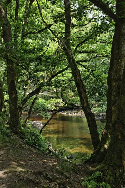 A river with clear, shallow water flows through a lush, green forest with moss-covered trees and a dirt path on the bank.