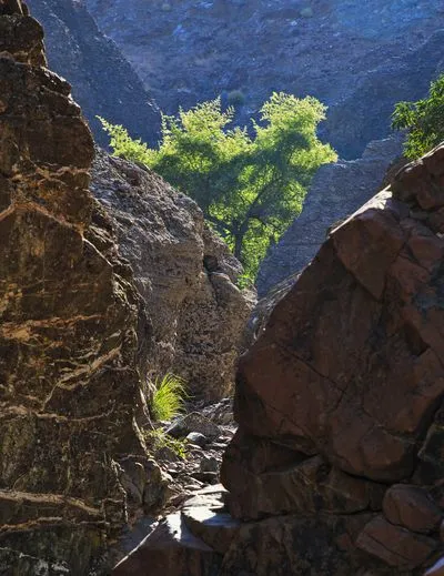 A narrow rocky canyon with a winding path. A bright green tree in the distance is illuminated by sunlight, contrasting with the dark rock walls and shadows.