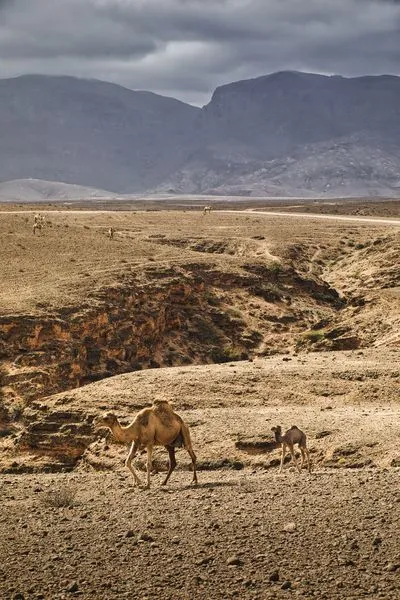 A large camel and a smaller camel calf walk across a rocky, sandy desert. In the background, more camels are scattered across the arid landscape, with a dirt road and large mountains under a cloudy sk