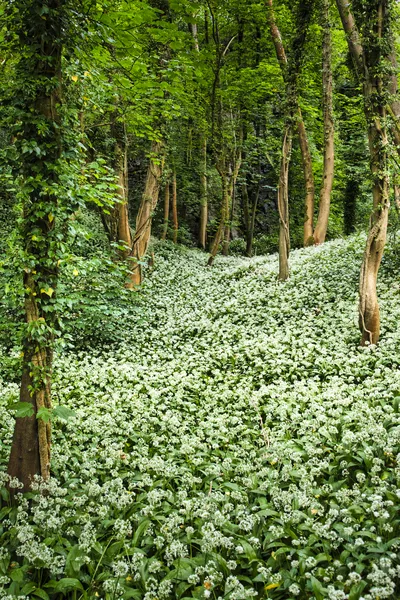 A dense carpet of white wild garlic flowers covers the forest floor, surrounded by tall trees with green foliage in a woodland.