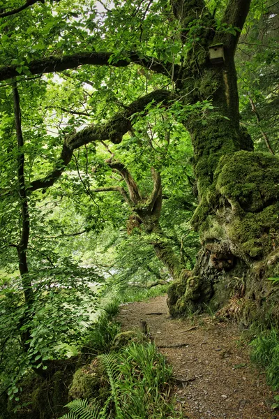 A winding dirt path through a lush green forest with large, moss-covered trees and a river visible to the left. A small wooden birdhouse is attached to a tree on the right.