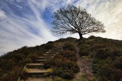 A winding path with wooden steps ascends a heath-covered hill towards a large, bare tree silhouetted against a dramatic blue sky with wispy white clouds.