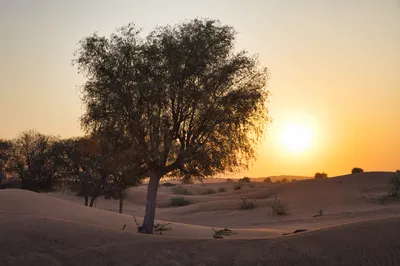 A golden sunrise over a desert landscape with rolling sand dunes. Several dark, silhouetted trees stand against the bright yellow and orange sky.