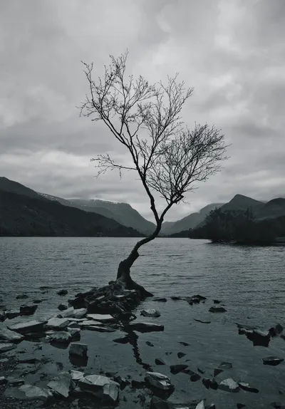 Black and white photograph of a bare, solitary tree standing in a lake with mountains in the background under a cloudy sky.