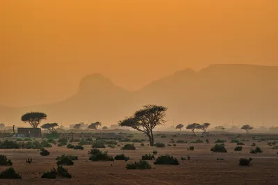 A wide shot of a desert landscape at dusk. The sky is a warm orange, fading into a lighter hue. In the foreground, sparse green bushes dot the sandy ground. Several acacia trees stand silhouetted agai