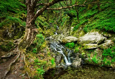 A vibrant green forest with a rocky stream cascading down a moss-covered slope, featuring a large tree with prominent roots on the left.