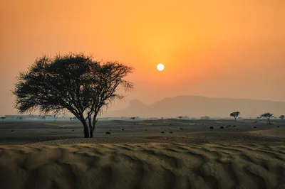 A desert landscape at sunset with a large, dark-silhouetted tree in the foreground. Rolling sand dunes are visible, with smaller trees and mountains in the hazy distance under an orange sky with a br