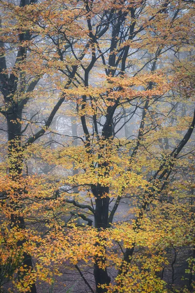 A dense forest scene with trees displaying bright yellow and orange autumn leaves, shrouded in a soft, atmospheric mist.