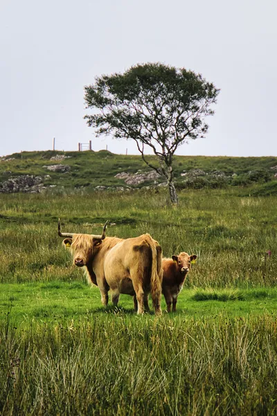 An adult Highland cow with long horns and a calf stand in a grassy field, looking towards the viewer. A single tree is visible on a distant hill under a white sky.