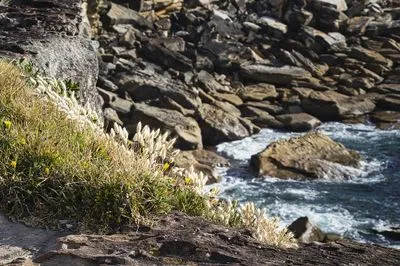 Close-up of white fluffy grass and small yellow flowers growing on dark coastal rocks, with blurred ocean waves and more rocks in the background.