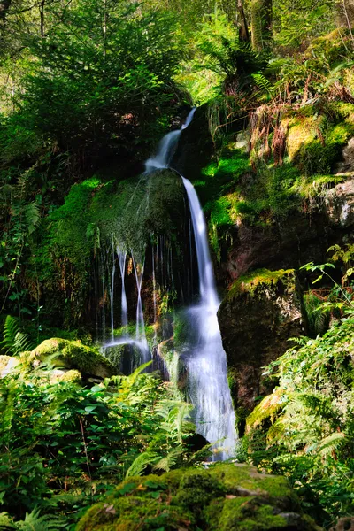 A narrow waterfall descends over dark, moss-covered rocks surrounded by ferns and dense woodland.