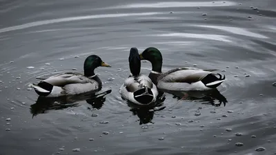 Three mallard ducks with green heads and grey bodies float closely together on dark, rippled water with small bubbles.