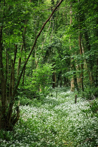 A lush green woodland trail covered in a dense carpet of small white wild garlic flowers, with tall trees on either side.