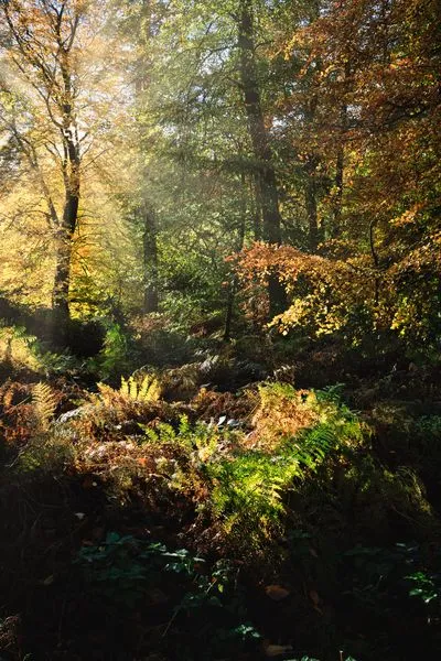 A sun-drenched autumn forest with tall trees, some with golden leaves, and a dense undergrowth of ferns. Bright sunbeams pierce through the canopy, highlighting the vibrant green and brown foliage on 