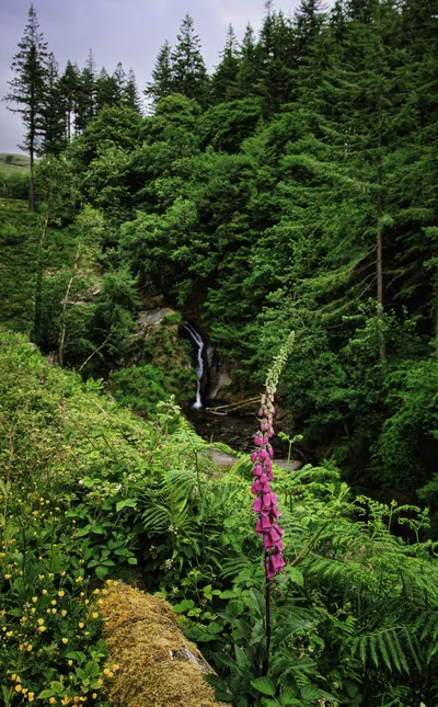 A vibrant pink foxglove flower in the foreground, surrounded by green ferns and foliage, with a waterfall cascading down a forested hillside in the background.