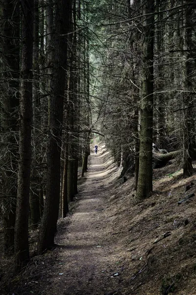 A person walks down a narrow, sunlit dirt path through a dense, dark pine forest with tall trees and bare branches.