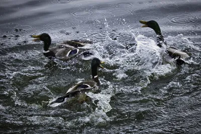 Three mallard ducks splashing and squabbling in dark water, creating white water splashes and ripples.