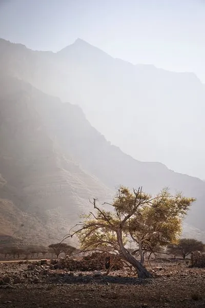 A gnarled tree with yellow-green leaves and stone ruins in a rocky desert foreground. Hazy, layered mountains rise in the background under a bright sky.