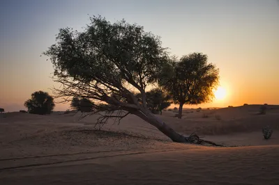 A desert scene at sunrise with a large, dark-silhouetted tree leaning prominently in the foreground. Sand dunes stretch into the distance under a gradient sky.