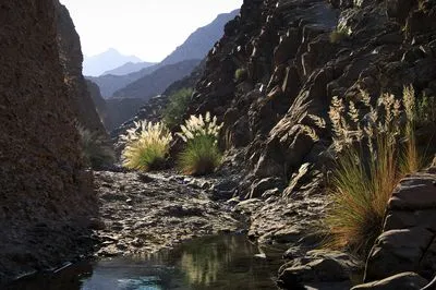 A narrow wadi with a stream flowing over rocks. Brightly lit feathery grasses grow along the banks, contrasting with dark rock walls. Distant hazy mountains are visible under a bright sky.