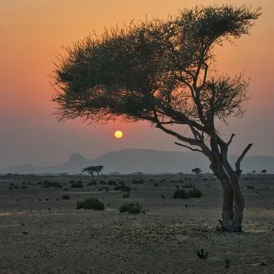 A large, gnarled tree is silhouetted against an orange and pink sunset sky in a desert landscape. The bright yellow sun is visible near the horizon, with hazy mountains in the background and sparse sh