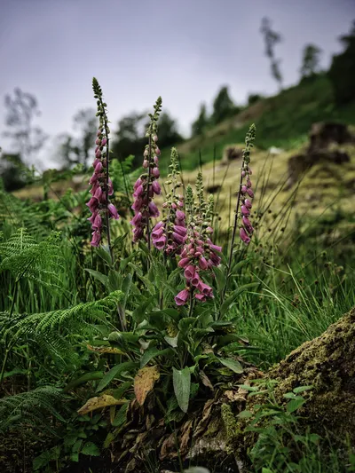 Close-up of several tall stalks of pink foxglove flowers blooming amidst green ferns and grass on a hillside under a cloudy sky.