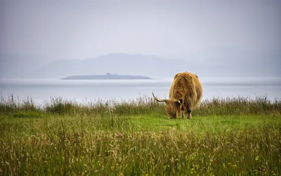 A shaggy brown Highland cow with long horns grazes in a green grassy field, with a calm body of water and hazy mountains in the background under an overcast sky.
