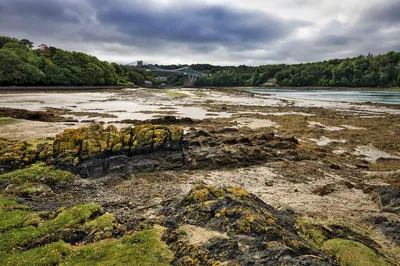 A wide shot of the Menai Suspension Bridge over the Menai Strait at low tide, revealing a sandy and rocky shoreline covered in seaweed, with green trees and a cloudy sky.