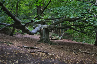 A large, old tree with thick, sprawling branches in a forest with a ground covered in leaves and fallen logs.