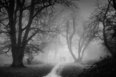 Black and white photograph of a foggy path winding through a forest of bare trees. Several indistinct figures walk in the distance, enveloped by the thick mist.
