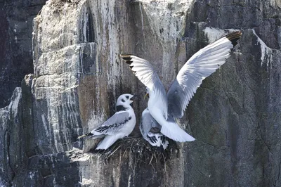 Two white and grey birds, likely kittiwakes, on a nest on a textured cliff face, with one bird landing with outstretched wings.